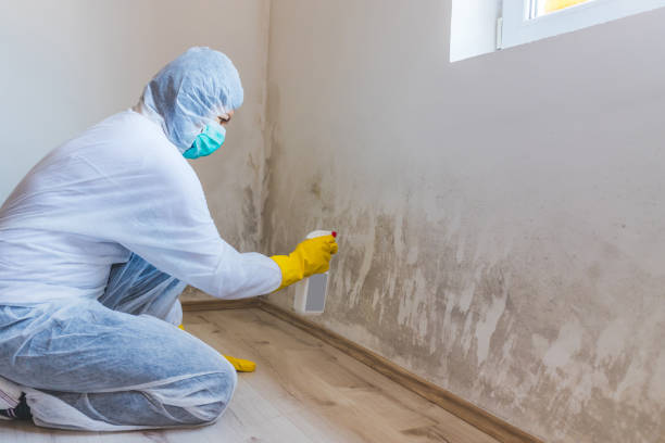 Licensed Attic Mold Remediation service in Richardson, TX - 24 Hour Mold Removal