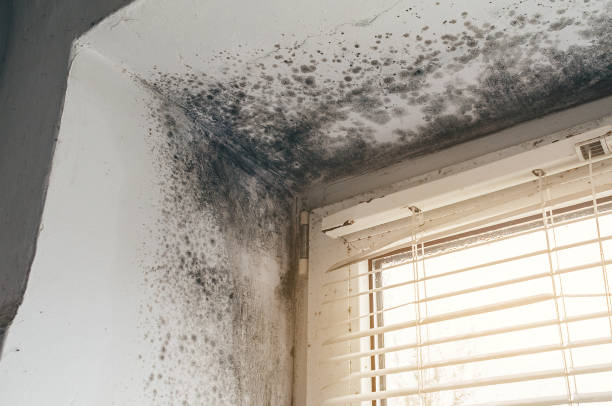 Affordable Attic Mold Remediation solutions in Richardson, TX