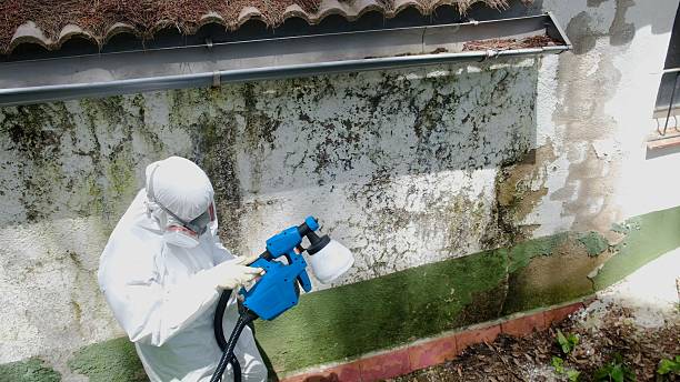 Top rated local Attic Mold Remediation specialists in Richardson, TX